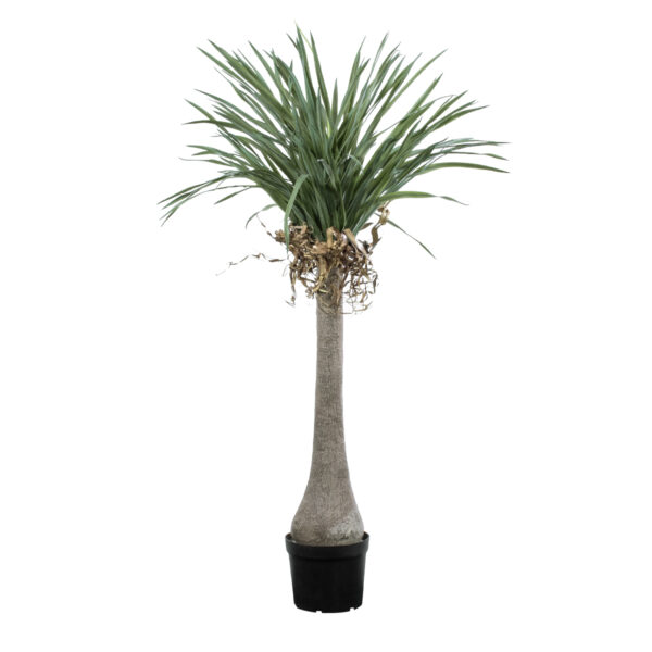 GloboStar® Artificial Garden BEAUCARNEA PALM TREE 20046 Τεχνητό Διακοσμητικό Φυτό Κυρτόφυλλος Μπουκαρνέα Υ165cm