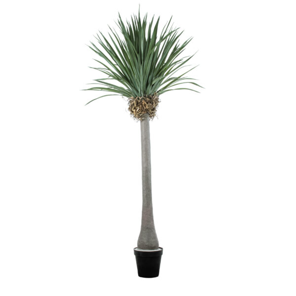 GloboStar® Artificial Garden BEAUCARNEA PALM TREE 20048 Τεχνητό Διακοσμητικό Φυτό Κυρτόφυλλος Μπουκαρνέα Υ250cm