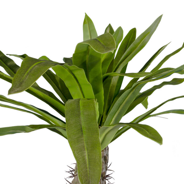 GloboStar® Artificial Garden PACHYPODIUM LAMEREI PALM TREE 20130 Τεχνητό Διακοσμητικό Φυτό Φοίνικας της Μαγαδασκάρης Υ175cm - Image 2