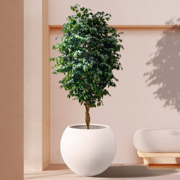 GloboStar® Artificial Garden FICUS BENJAMINA TREE 20432 Τεχνητό Διακοσμητικό Φυτό Φίκος Μπενζαμίνη Υ300cm - Image 6