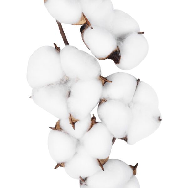 GloboStar® Artificial Garden COTTON BRANCH 20558 Τεχνητό Διακοσμητικό Κλαδί βαμβάκι Υ45cm - Image 2