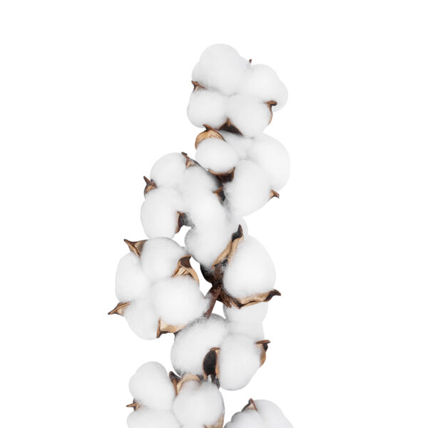 GloboStar® Artificial Garden COTTON BRANCH 20559 Τεχνητό Διακοσμητικό Κλαδί βαμβάκι Y55cm - Image 2