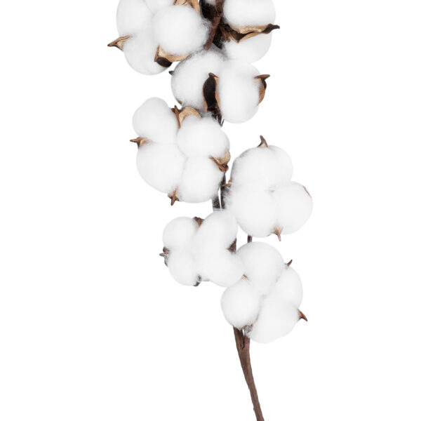 GloboStar® Artificial Garden COTTON BRANCH 20559 Τεχνητό Διακοσμητικό Κλαδί βαμβάκι Y55cm - Image 3