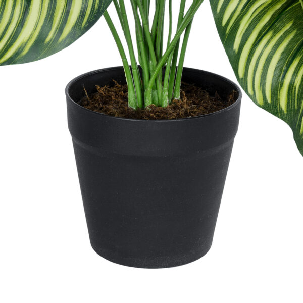 GloboStar® Artificial Garden CALATHEA PLANT 20912 Διακοσμητικό Φυτό Καλαθέα Φ55 x Υ75cm - Image 3