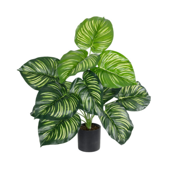 GloboStar® Artificial Garden CALATHEA PLANT 20933 Διακοσμητικό Φυτό Καλαθέα Φ55 x Υ55cm