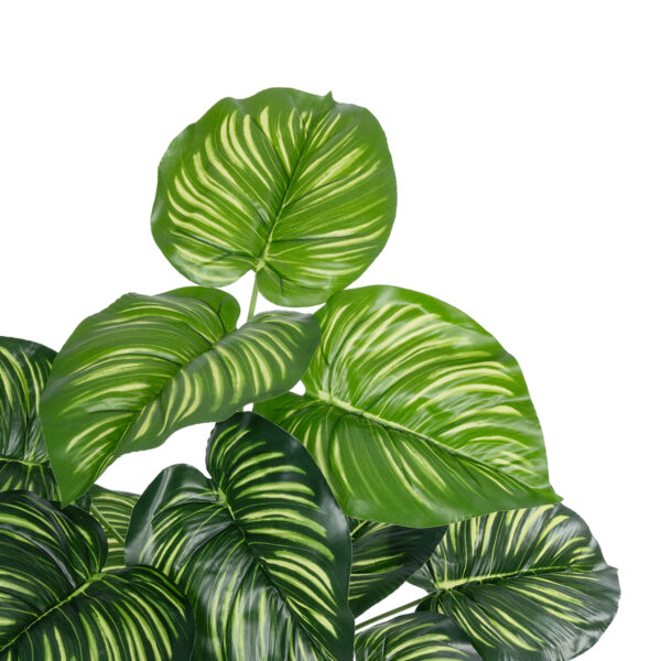 GloboStar® Artificial Garden CALATHEA PLANT 20933 Διακοσμητικό Φυτό Καλαθέα Φ55 x Υ55cm - Image 2