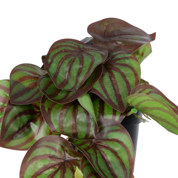 GloboStar® Artificial Garden BROWN PEPEROMIA PLANT 20952 Διακοσμητικό Φυτό Καφέ Πεπερόμια Φ23 x Υ16cm - Image 2