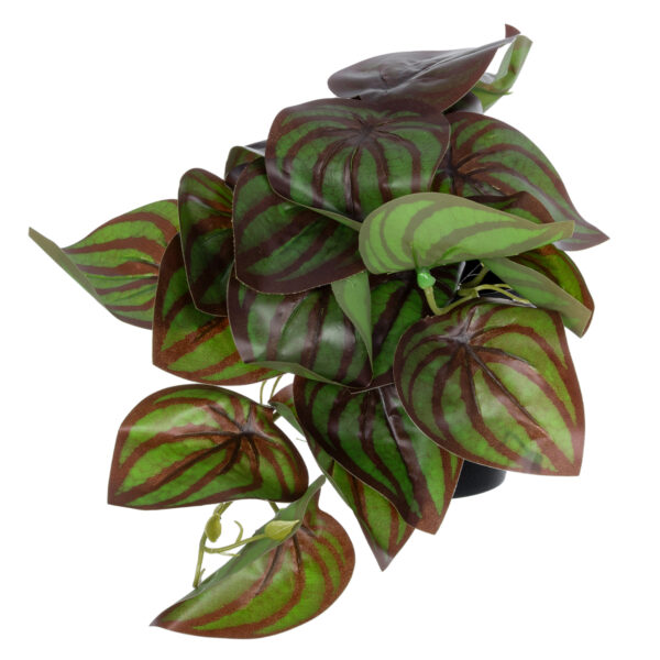 GloboStar® Artificial Garden BROWN PEPEROMIA PLANT 20952 Διακοσμητικό Φυτό Καφέ Πεπερόμια Φ23 x Υ16cm - Image 3