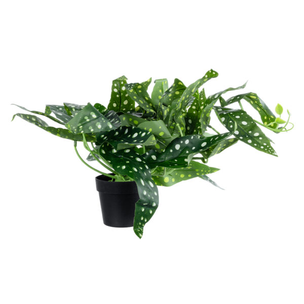 GloboStar® Artificial Garden BEGONIA POLKA DOT PLANT 20959 Διακοσμητικό Φυτό Βιγόνια Φ50 x Υ22cm - Image 3