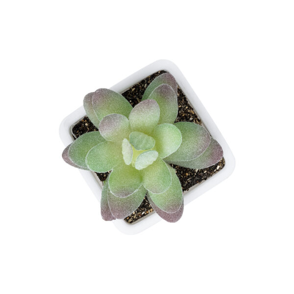 GloboStar® Artificial Garden  SUCCULENT SEDEVERIA POTTED PLANT 20975 Διακοσμητικό Φυτό Φοίνικα Σερενόα Φ7 x Υ8cm - Image 2