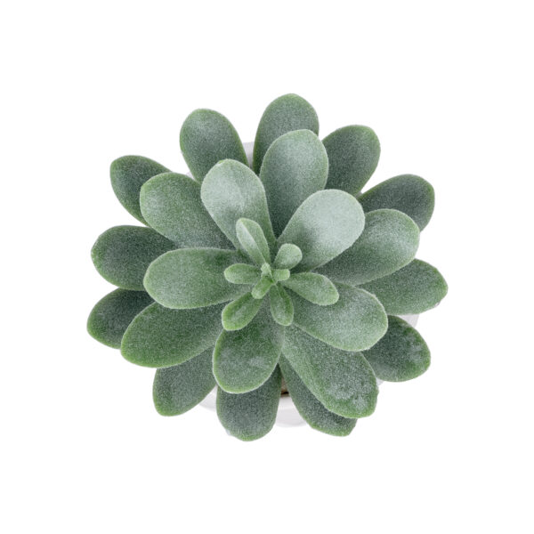 GloboStar® Artificial Garden SUCCULENT SEDEVERIA POTTED PLANT 20998 Διακοσμητικό Φυτό Σεδεβέρια  Φ7 x Υ9cm - Image 2