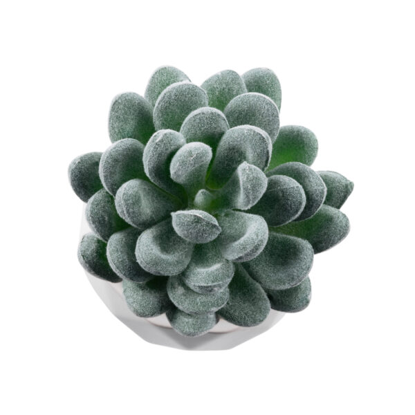 GloboStar® Artificial Garden SUCCULENT SEDEVERIA 21001 Διακοσμητικό Φυτό Παχύφυτο Σεντεβέρια Υ9.5cm - Image 2