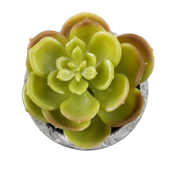 GloboStar® Artificial Garden SUCCULENT SEDEVERIA 21021 Διακοσμητικό Φυτό Παχύφυτο Σεντεβέρια Υ8.5cm - Image 2