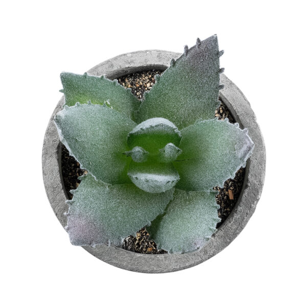 GloboStar® Artificial Garden SUCCULENT ALOE 21026 Διακοσμητικό Φυτό Παχύφυτο Αλόη Υ10.5cm - Image 2