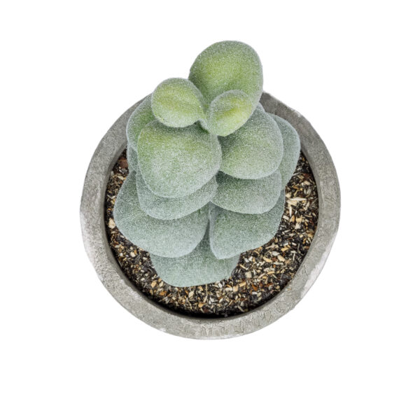 GloboStar® Artificial Garden SUCCULENT SEDEVERIA POTTED PLANT 21027 Διακοσμητικό Φυτό Σεδεβέρια  Φ5 x Υ11cm - Image 2