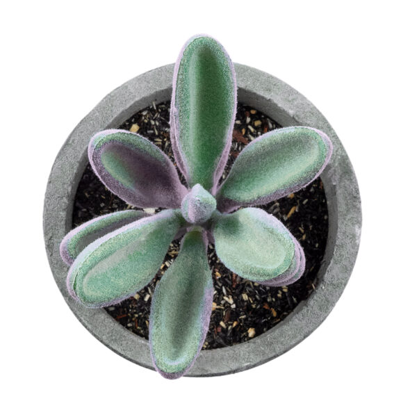 GloboStar® Artificial Garden SUCCULENT CRASULLA 21031 Διακοσμητικό Φυτό Παχύφυτο Κράσουλα Υ11cm - Image 2