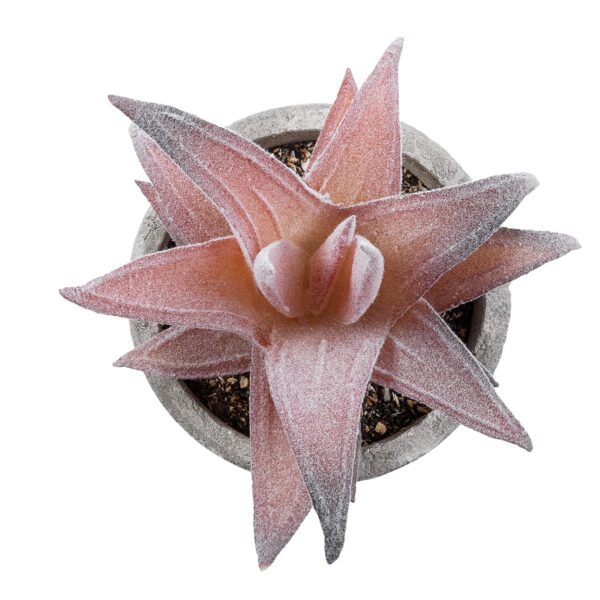 GloboStar® Artificial Garden SUCCULENT ALOE 21032 Διακοσμητικό Φυτό Παχύφυτο Αλόη Υ11cm - Image 2