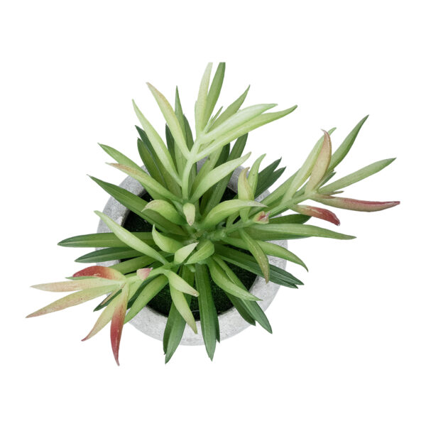 GloboStar® Artificial Garden SUCCULENT CRASSULA POTTED PLANT 21038 Διακοσμητικό Φυτό Κρασούλα  Φ10 x Υ17cm - Image 2