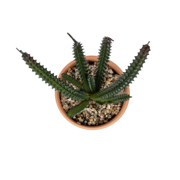 GloboStar® Artificial Garden SUCCULENT EUPHORBIA POTTED PLANT 21045 Διακοσμητικό Φυτό Ευφορβία Φ11 x Υ19cm - Image 2