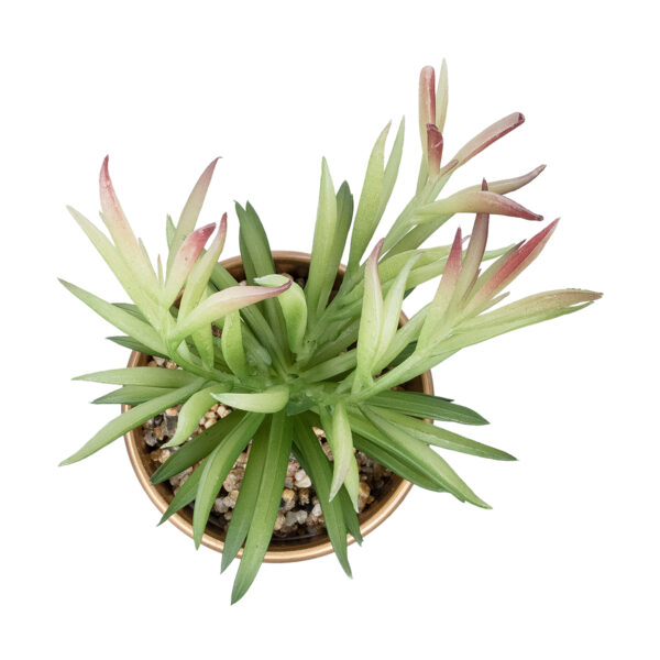 GloboStar® Artificial Garden SUCCULENT CRASSULA POTTED PLANT 21046 Διακοσμητικό Φυτό Κρασούλα  Φ12 x Υ20cm - Image 2