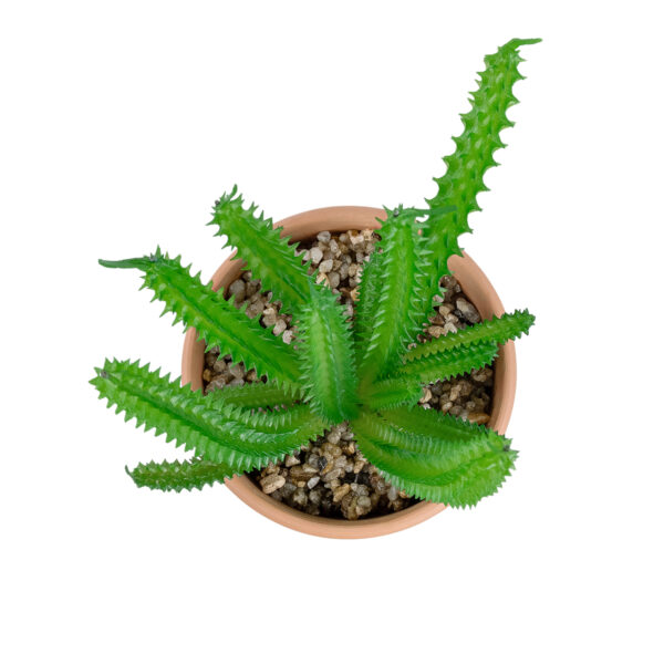 GloboStar® Artificial Garden SUCCULENT EUPHORBIA POTTED PLANT 21052 Διακοσμητικό Φυτό Ευφορβία Φ18 x Υ23cm - Image 2