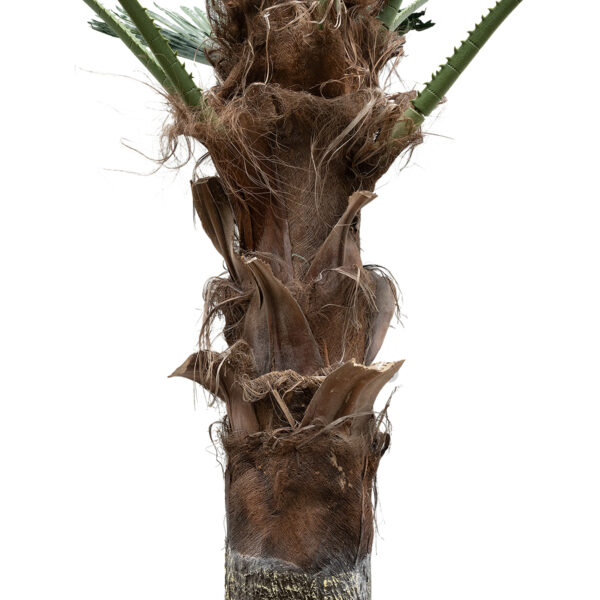 GloboStar® Artificial Garden PLANT PALM TREE 21056 Διακοσμητικό Δέντρο Φοίνικα  Φ240 x Υ500cm - Image 3