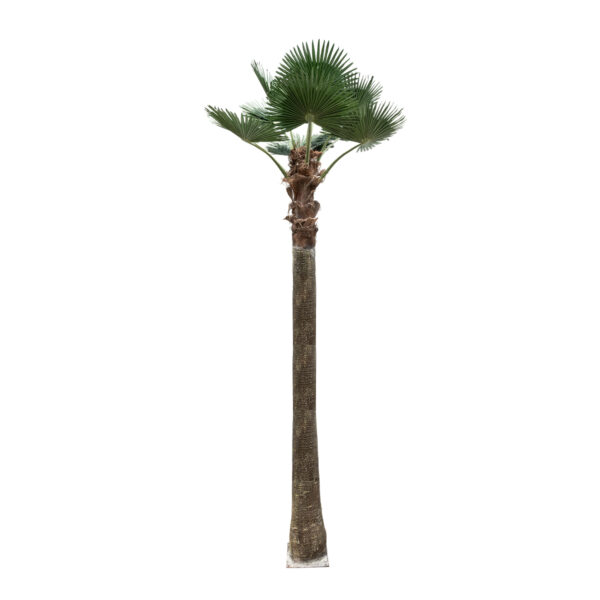 GloboStar® Artificial Garden PLANT PALM TREE 21057 Διακοσμητικό Δέντρο Φοίνικα  Φ240 x Υ600cm