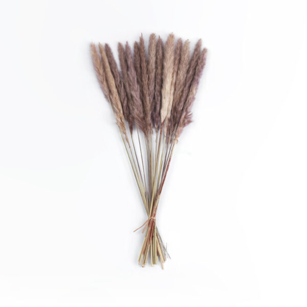 GloboStar® Artificial Garden REAL DRIED BROWN PAMPAS GRASS BUNCH 21215 Αποξηραμένο Διακοσμητικό Μπουκέτο Pampas Kάφε Y50cm