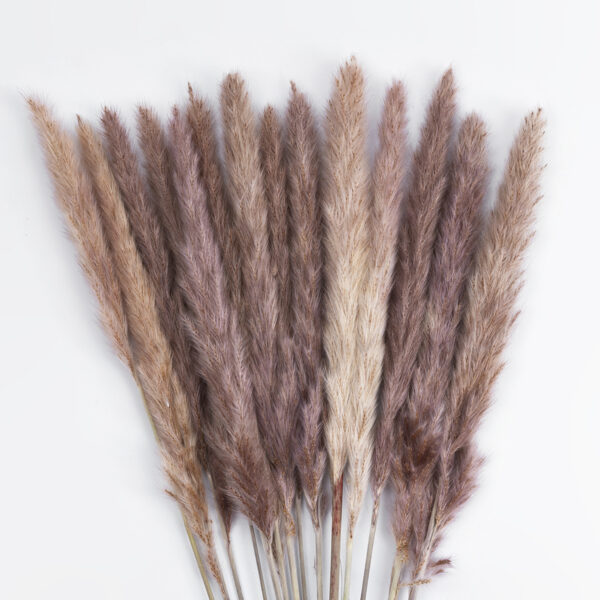 GloboStar® Artificial Garden REAL DRIED BROWN PAMPAS GRASS BUNCH 21215 Αποξηραμένο Διακοσμητικό Μπουκέτο Pampas Kάφε Y50cm - Image 2