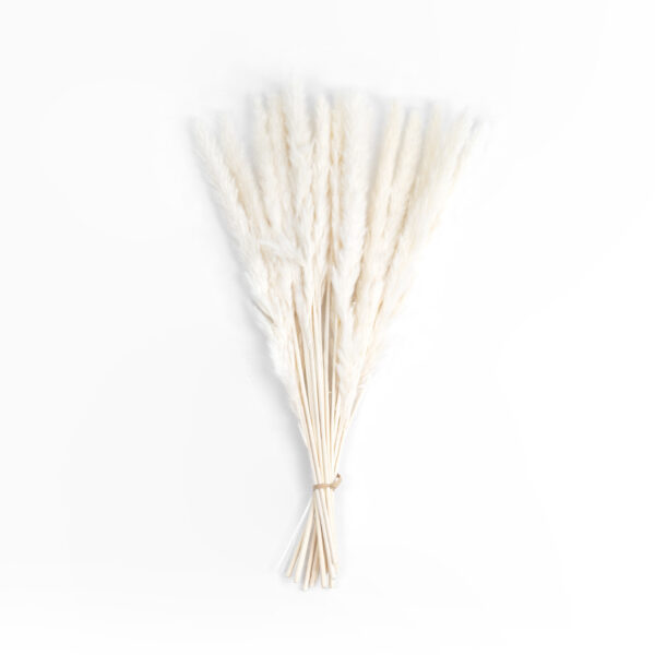 GloboStar® Artificial Garden REAL DRIED BEIGE PAMPAS GRASS BUNCH 21216 Αποξηραμένο Διακοσμητικό Μπουκέτο Pampas Μπέζ Y50cm