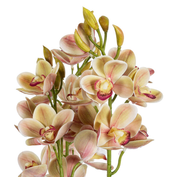 GloboStar® Artificial Garden CHAMPAGNE CHERRY CYMBIDIUM 21404 Διακοσμητικό Φυτό Σαμπανιζέ Κυμβίδιο Υ60cm - Image 2