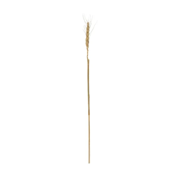 GloboStar® Artificial Garden REAL DRIED WHEAT GRASS 21488 Τεχνητό Διακοσμητικό Κλαδί Σιταριού Y30cm