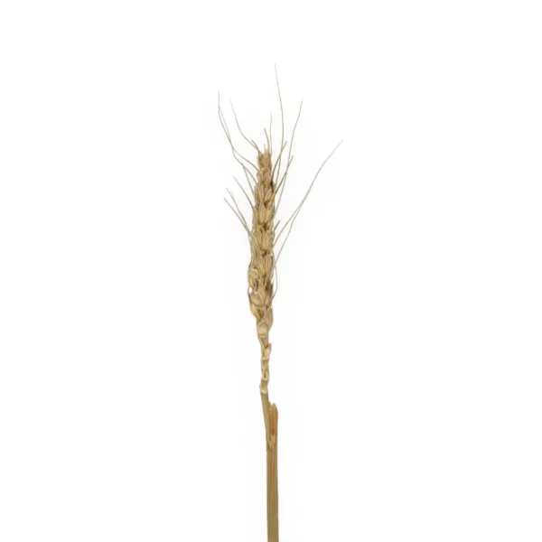 GloboStar® Artificial Garden REAL DRIED WHEAT GRASS 21488 Τεχνητό Διακοσμητικό Κλαδί Σιταριού Y30cm - Image 2