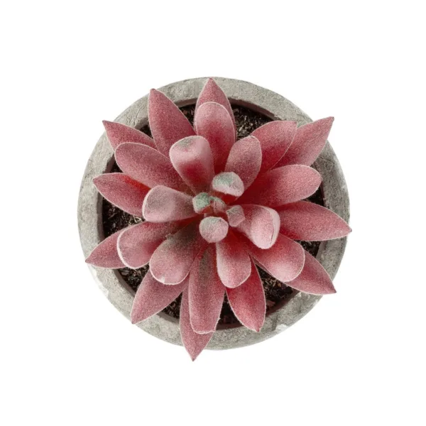 GloboStar® Artificial Garden SUCCULENT SEDEVERIA 21020 Τεχνητό Διακοσμητικό Φυτό Σεδεβέρια Μ6.5 x Π6.5 x Υ9cm - Image 2