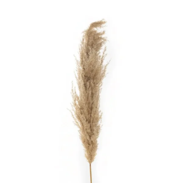 GloboStar® Artificial Garden PAMPAS GRASS 21217 Αποξηραμένο Διακοσμητικό Γρασίδι Πάμπας Μ10 x Π10 x Υ150cm - Image 2
