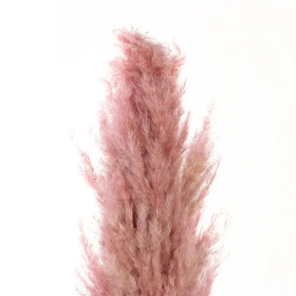 GloboStar® Artificial Garden PAMPAS GRASS 21218 Αποξηραμένο Διακοσμητικό Γρασίδι Πάμπας Μ10 x Π10 x Υ150cm - Image 3