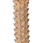 GloboStar® Artificial Garden CYCADS 20023 Τεχνητό Διακοσμητικό Φυτό Αρωματική Κύκας Υ140cm - Image 3