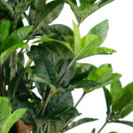 GloboStar® Artificial Garden FORTUNE GUIANA TREE 20056 Τεχνητό Διακοσμητικό Φυτό Καστανιά του Μαλαμπάρ Υ160cm - Image 2