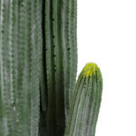 GloboStar® Artificial Garden CARNEGIEA CACTUS 20121 Τεχνητό Διακοσμητικό Φυτό Κάκτος Σαγκουάρο Υ80cm - Image 2