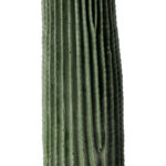 GloboStar® Artificial Garden CARNEGIEA CACTUS 20125 Τεχνητό Διακοσμητικό Φυτό Κάκτος Σαγκουάρο Υ85cm - Image 2