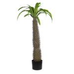 GloboStar® Artificial Garden PACHYPODIUM LAMEREI PALM TREE 20129 Τεχνητό Διακοσμητικό Φυτό Φοίνικας της Μαγαδασκάρης Υ105cm