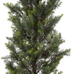 GloboStar® Artificial Garden LEMON CYPRESS 20151 Τεχνητό Διακοσμητικό Φυτό Λεμονόκυπάρισσο Υ120cm - Image 3