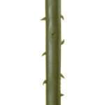 GloboStar® Artificial Garden SERENOA PALM LEAF 20172 Τεχνητό Διακοσμητικό Φύλο Φοινικόδεντρου Σερενόα Βεντάλια Π77 x Υ140cm - Image 3