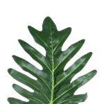 GloboStar® Artificial Garden TARO LEAF 20220 Τεχνητό Διακοσμητικό Φύλο Κολοκασίας Π32 x Υ87cm - Image 2