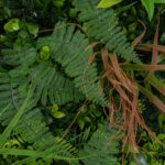 GloboStar® Artificial Garden JUNGLE FERN 20351 Τεχνητό Διακοσμητικό Πάνελ Φυλλωσιάς - Κάθετος Κήπος σύνθεση Ζούγκλα Φτέρης Μ100 x Π100 x Υ20cm - Image 5