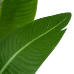 GloboStar® Artificial Garden GREEN STRELITZIA 20369 Τεχνητό Διακοσμητικό Φυτό Πράσινη Στερλίτσια Υ120cm - Image 2