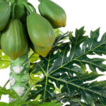 GloboStar® Artificial Garden PAPAYA TREE 20383 Τεχνητό Διακοσμητικό Φυτό  Παπάγια Υ270cm - Image 2