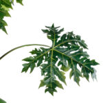 GloboStar® Artificial Garden PAPAYA TREE 20383 Τεχνητό Διακοσμητικό Φυτό  Παπάγια Υ270cm - Image 4