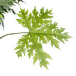 GloboStar® Artificial Garden PAPAYA TREE 20383 Τεχνητό Διακοσμητικό Φυτό  Παπάγια Υ270cm - Image 5