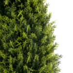 GloboStar® Artificial Garden CYPRESSUS SEMPERVIRENS 20396 Τεχνητό Διακοσμητικό Φυτό Μεσογειακό Κυπαρίσσι Υ180cm - Image 2